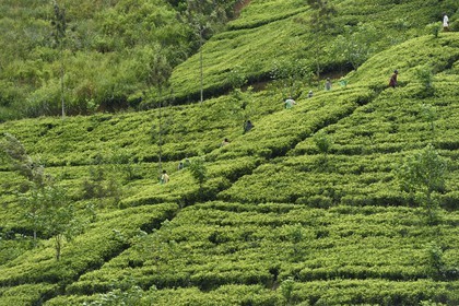 Sri Lanka, center province, Dalhousie, tea plantation