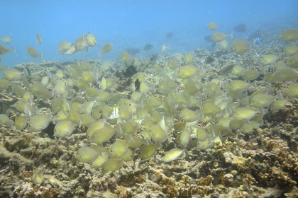 France, Reunion island (French overseas department), West Coast, Saint Gilles Les Bains (town of Saint-Paul), coral reef of Ermitage and La Saline Les Bains lagoon (underwater view)