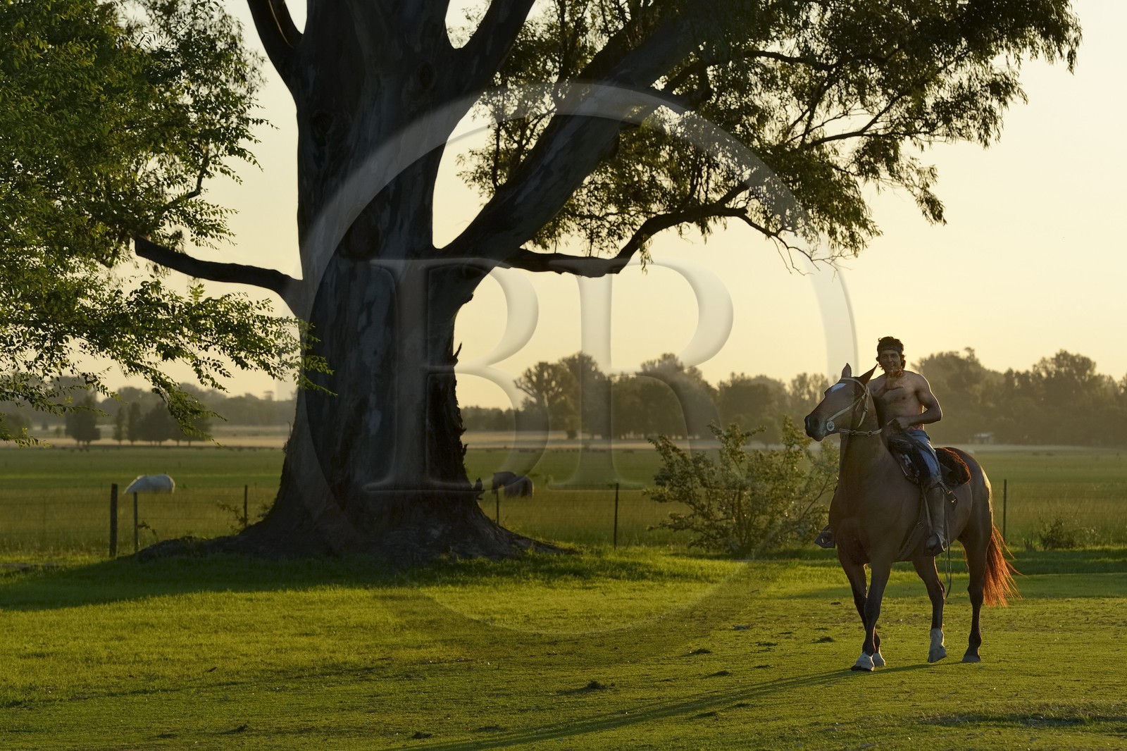 Argentine, province de Buenos Aires, San Antonio de Areco, estancia La Bamba de Areco, un cavalier amerindien avec son cheval