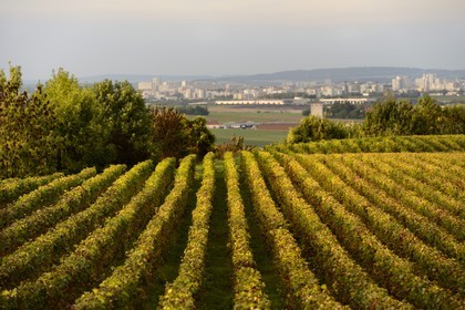 France, Marne, regional park of Montagne de Reims, Villers-Allerand, Champagne vineyards