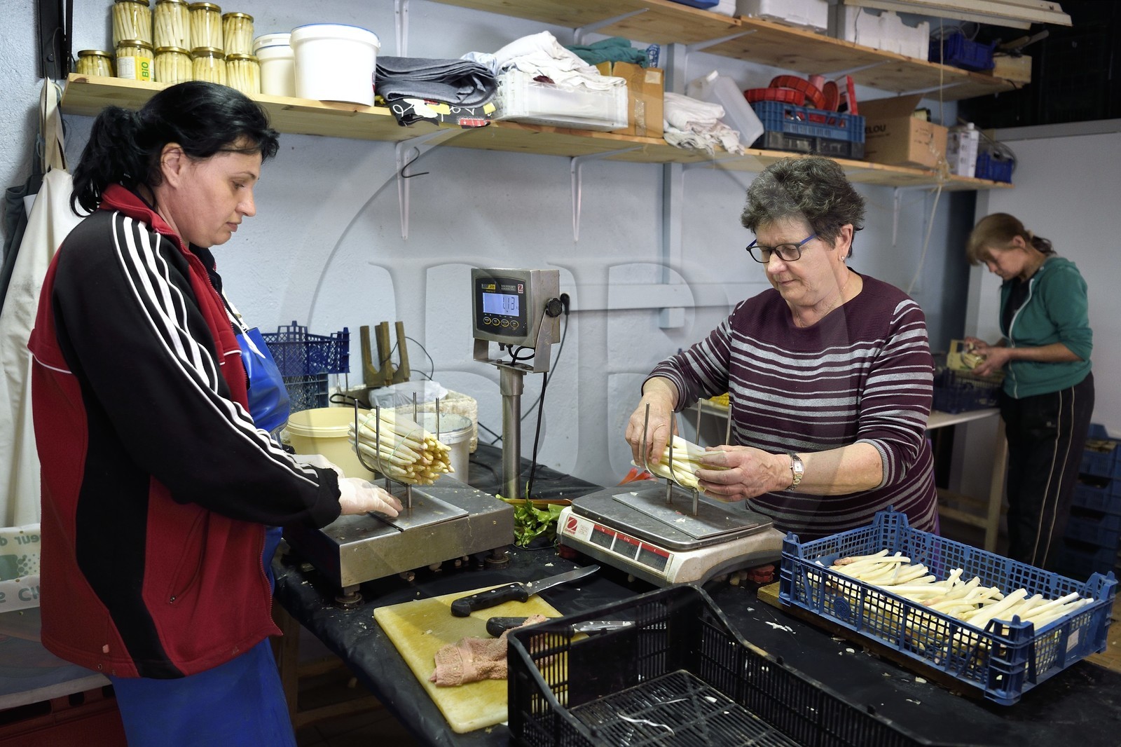 France, Bas-Rhin (67), Fessenheim-Le-Bas, Ferme Weckel, trie et conditionnement des asperges blanches