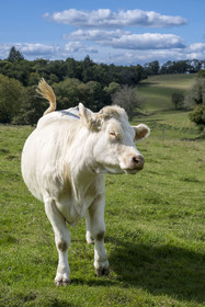 France, Nièvre (58), Parc naturel régional du Morvan, Millay, Ferme Les Prairies Gourmandes, élevage de vaches Charolaises