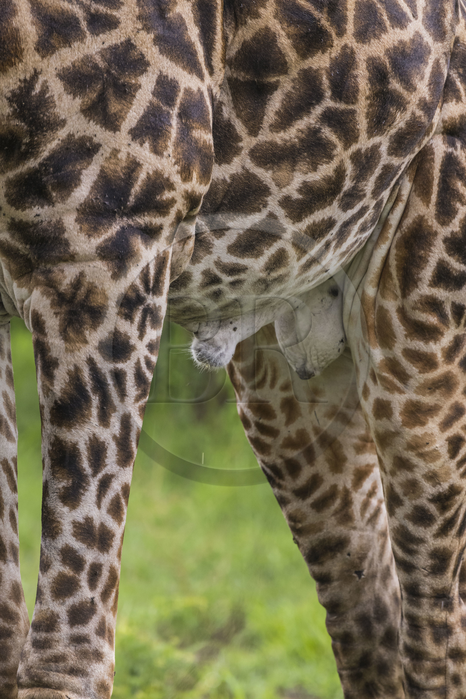 Rwanda, Parc national de l'Akagera, girafe (Giraffa camelopardalis) male, testicules et pénis