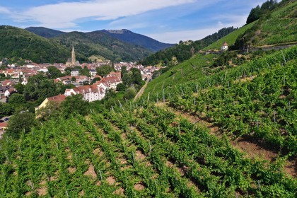 France, Haut Rhin, the Alsace Wine Route, Thann, Grand Cru vineyard of Rangen overlooking the town of Thann and the Saint-Thiebaut Collegiate Church (aerial view)