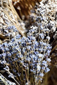 France, Alpes de Haute Provence, La Mure-Argens, lavender