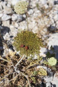 France, Bouches du Rhone, Marseille, Calanques National Park, archipelago of Frioul islands, Pomegues island