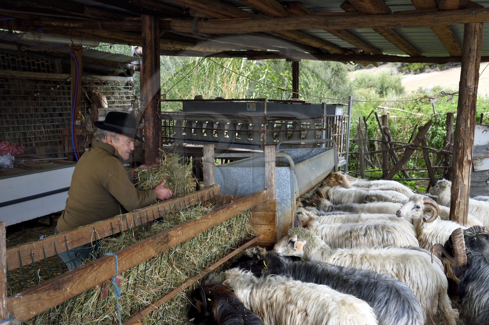 France, Corse-du-Sud (2A), Cargèse, le berger François Defranchi producteur de fromages de brebis