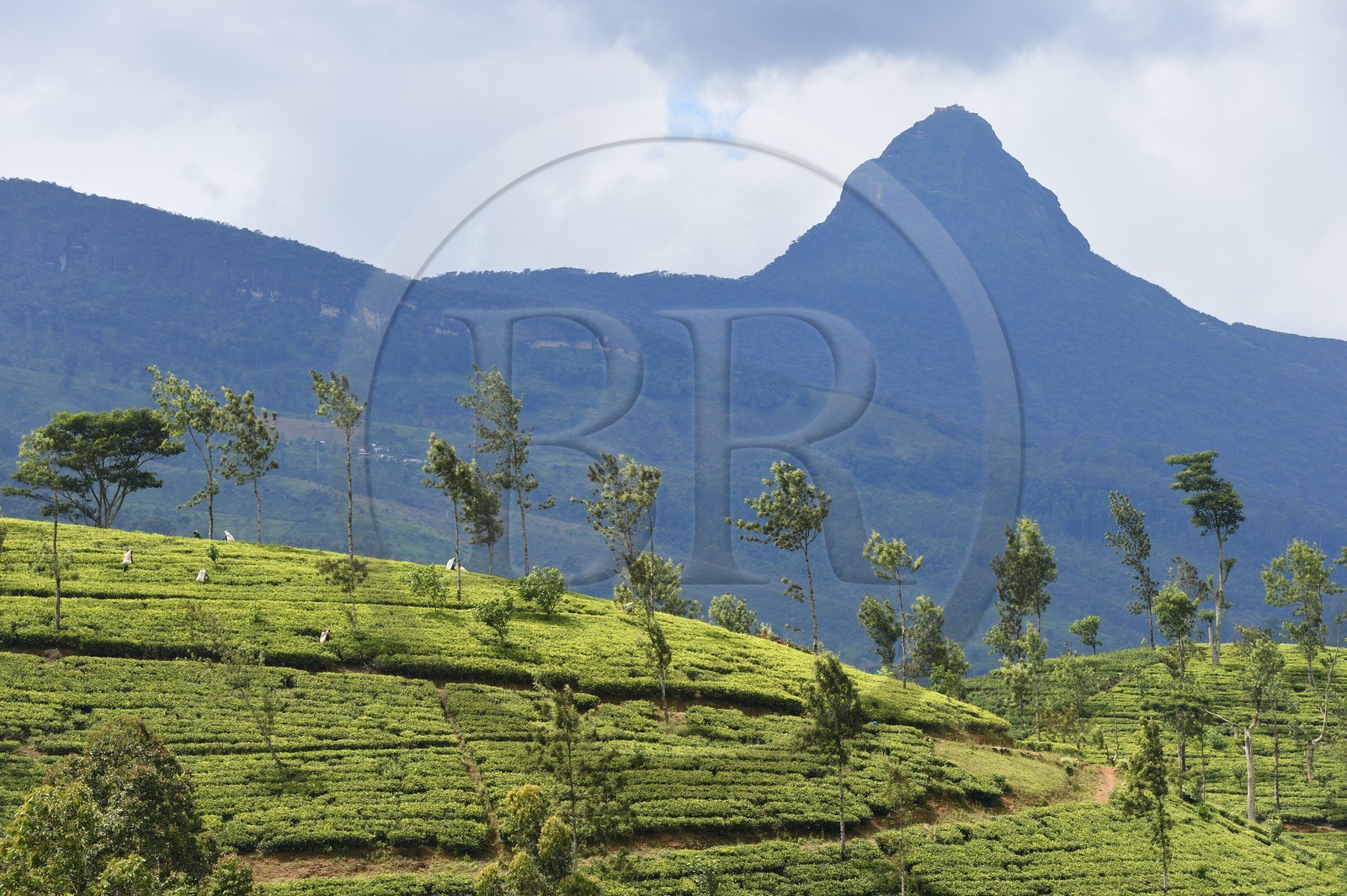 Sri Lanka, province du centre, Dalhousie, plantation de thé au pied du Pic d'Adam (Adam's Peak)