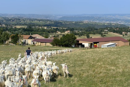 France, Loire (42), Parc Naturel Régional du Pilat, Pélussin, production par le GAEC de la Cabriole du fromage de chèvre Rigotte de Condrieu AOC, troupeau de chèvres de retour de pâture à la Ferme