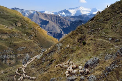 Azerbaijan, Quba (Guba) region, Greater Caucasus mountain range, hiking between the village of Qalaxudat and Giriz, line of sheep