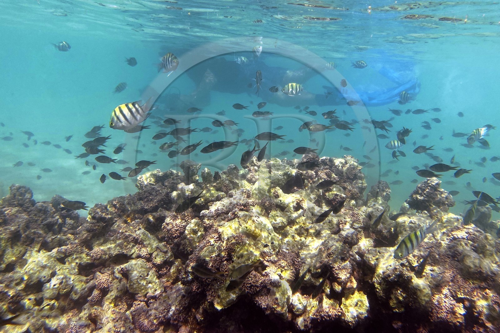 Sultanat d'Oman, gouvernorat de Mascate, réserve naturelle des Iles Daymaniyat, la photographe-plongeuse Maisa Al Hooti dans le récif corallien