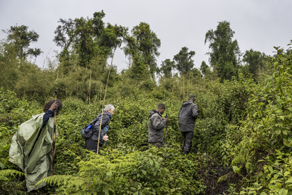 Rwanda, Province du Nord, Parc National des Volcans dans la chaine des Monts Virunga, mont Karisimbi, garde et pisteur du Parc accompagnant des touristes à la rencontre des gorilles des montagnes du groupe Susa