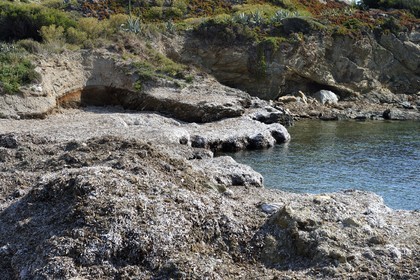 France, Var (83), Six-Fours-les-Plages, Ile des Embiez, plage de la Gabrielle recouverte de hautes banquettes de feuilles de l'herbier de posidonie
