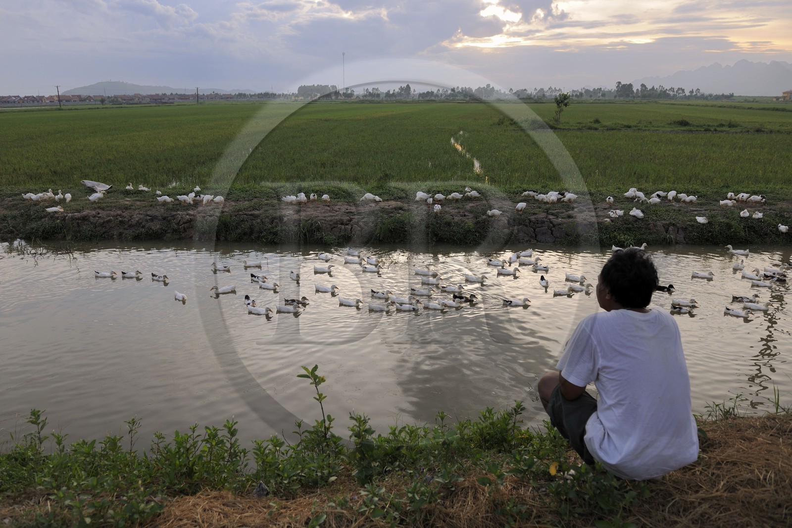 Vietnam, province de Ninh Binh, canards en bordure d'un canal et de rizières