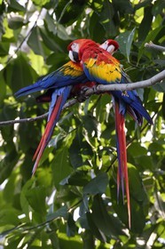 France, Paris (75), Le Parc zoologique de Paris (Zoo de Vincennes), Ara rouge (Ara macao) dans la biozone Guyane sous la Grande Serre