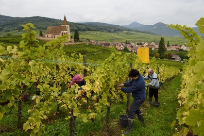 France, Haut-Rhin (68), Route des Vins d'Alsace, Hunawihr, labellisé Les Plus Beaux Villages de France, vendanges de Pinot Gris dans le Domaine Frederic Mallo et l'Eglise de Sainte-Hune en arrière plan