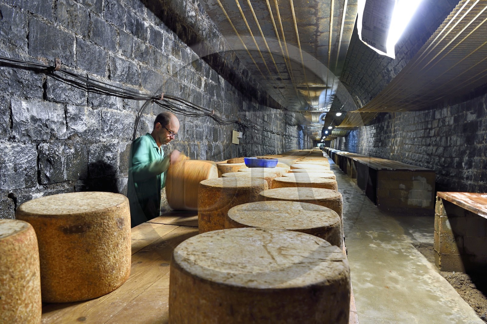 France, Cantal (15), La Chapelle-Laurent, cave d'affinage pour les fromages Marcel Charrade dans l'ancien tunnel ferroviaire de la ligne Saint-Flour - Brioude long d’un kilomètre, l'affineur Gautier Bouchet pratique le retournement des meules de fromage Cantal