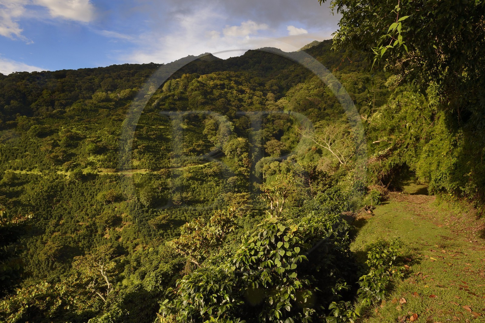 Panama, province de Chiriqui, Boquete, plantation de café Finca Lerida sur les pentes du volcan Baru