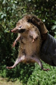 France, Reunion island (French overseas department), Belouve forest, the Tail-less Tenrec (Tenrec ecaudatus), also known as the Common Tenrec, is a species of mammal in the Tenrecidae family is hunted for eating