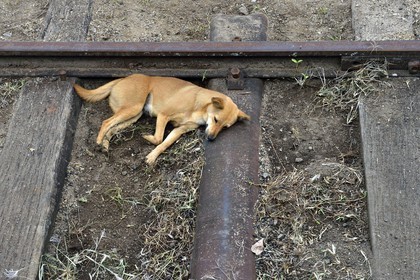 Sri Lanka, Province du Centre, trajet en train dans la région montagneuse de la culture du thé entre Hatton et Ella, chien errant dormant sur les rails en gare de Nanu Ova