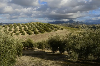 Spain, Andalusia, Jaén Province, olive groves south of Martos between Baena and Alcaudete, the Sierra Magina in the background