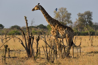 Zimbabwe, Matabeleland North Province, Hwange National Park, a giraffe (Giraffa camelopardalis) and lilac-breasted roller (Coracias caudatus)