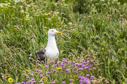 France, Finistère (29), Pays des Abers, Ile Vierge dans l'archipel de Lilia, goéland