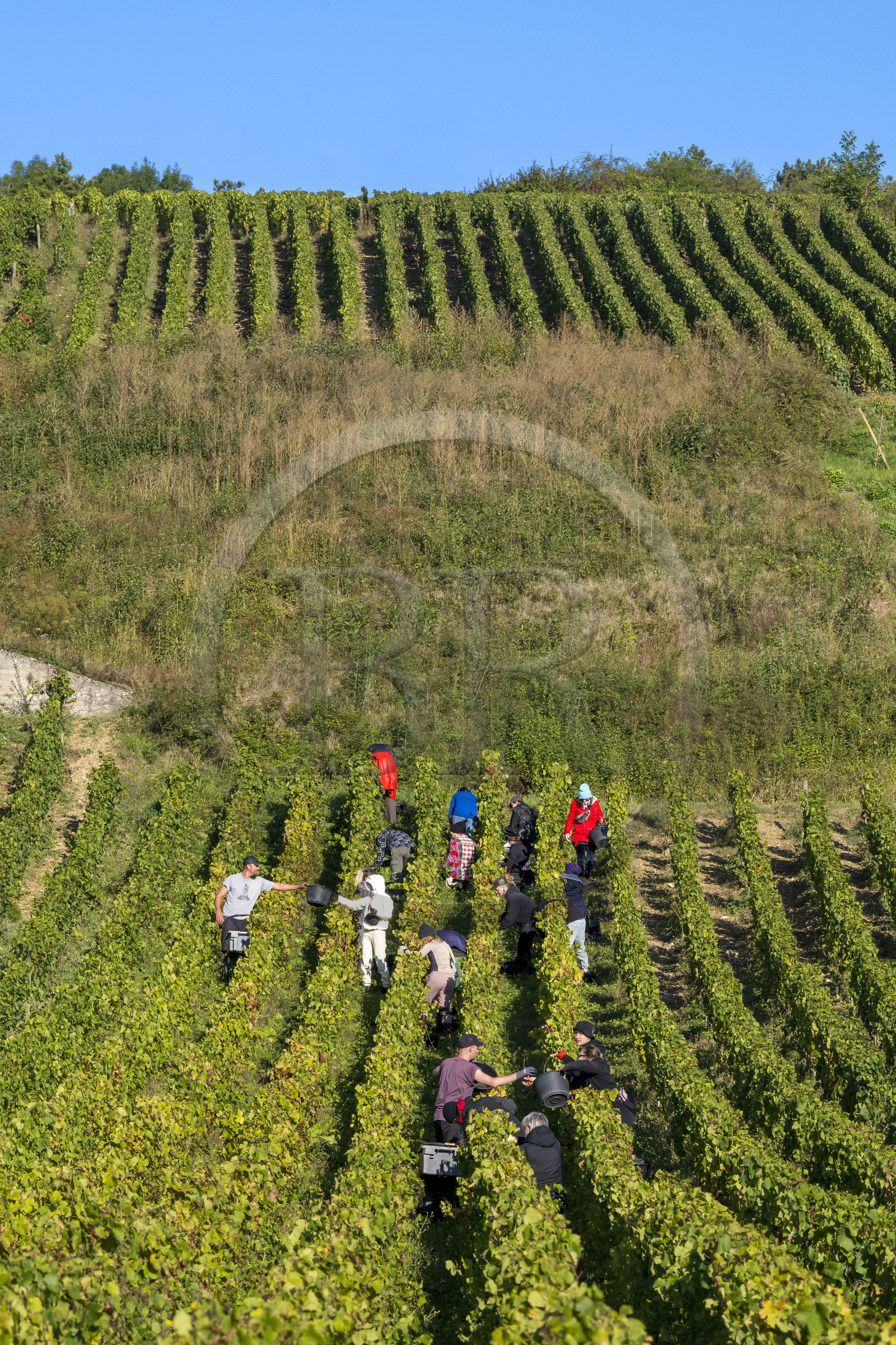 France, Côte-d'Or (21), les climats de Bourgogne classés Patrimoine Mondial de l'UNESCO, Route des Grands Crus, vignoble de la Côte de Beaune, Volnay, vendanges dans les vignes du domaine Cluzeaud Volnay 1er Cru Pitures à partir du cépage Pinot noir