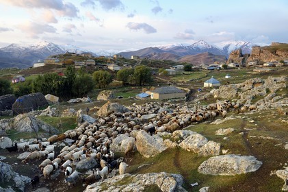 Azerbaijan, Quba (Guba) region, Greater Caucasus mountain range, village of Giriz at dawn, departure of sheep for the meadows