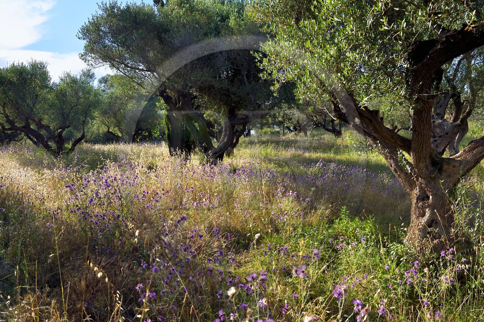 France, Var (83), Iles d'Hyères, parc national de Port Cros, Ile de Porquerolles, jardins de la Fondation Carmignac