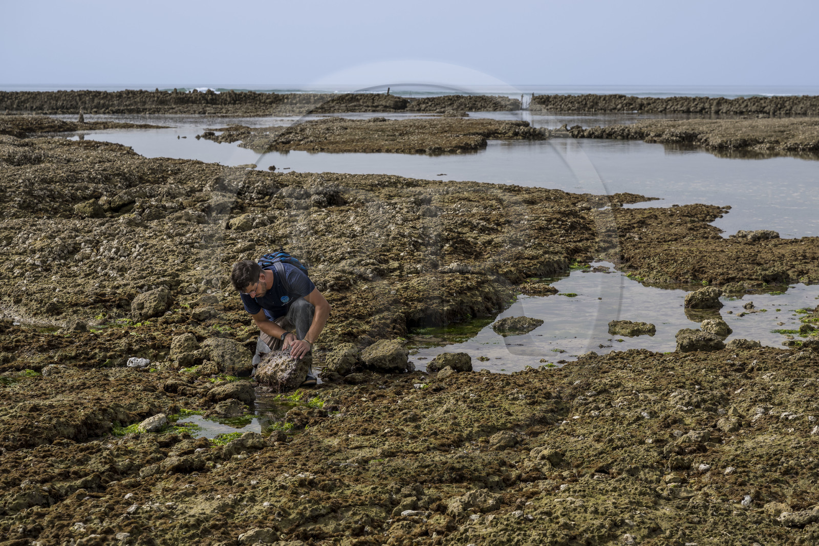 France, Charente Maritime, Oleron island, Saint Georges d'Oléron, on the Sables Vignier  foreshore at low tide, Zacharie Gaudin researcher in plant physiology and nature facilitator at IODDE