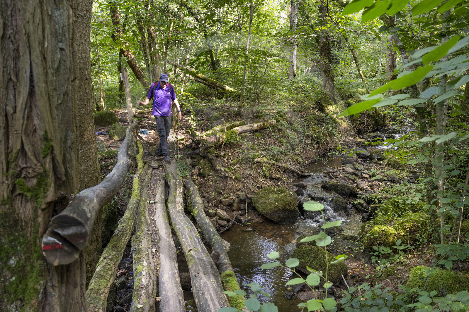 France, Yonne, Hervé Desruelles, retired farmer and head of the Terre de Légendes hiking club, in the Cousin River Valley towards Pontaubert