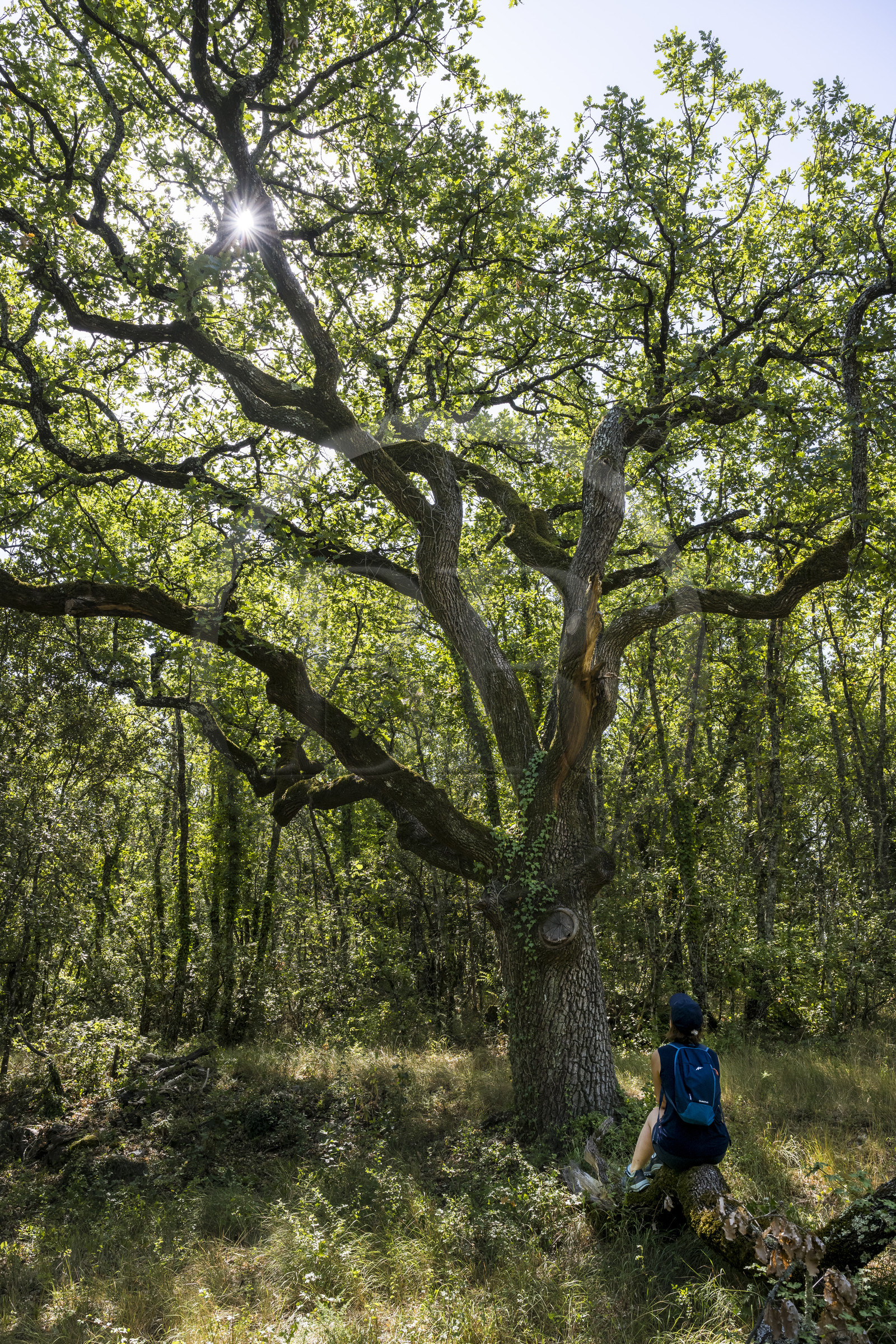 France, Var, Provence Verte (Green Provence), Bras, Academie du Bain de Foret Provencale (Academy of Forest Bathing in Provence), forest of the domaine Le Peyrourier - une campagne en Provence
