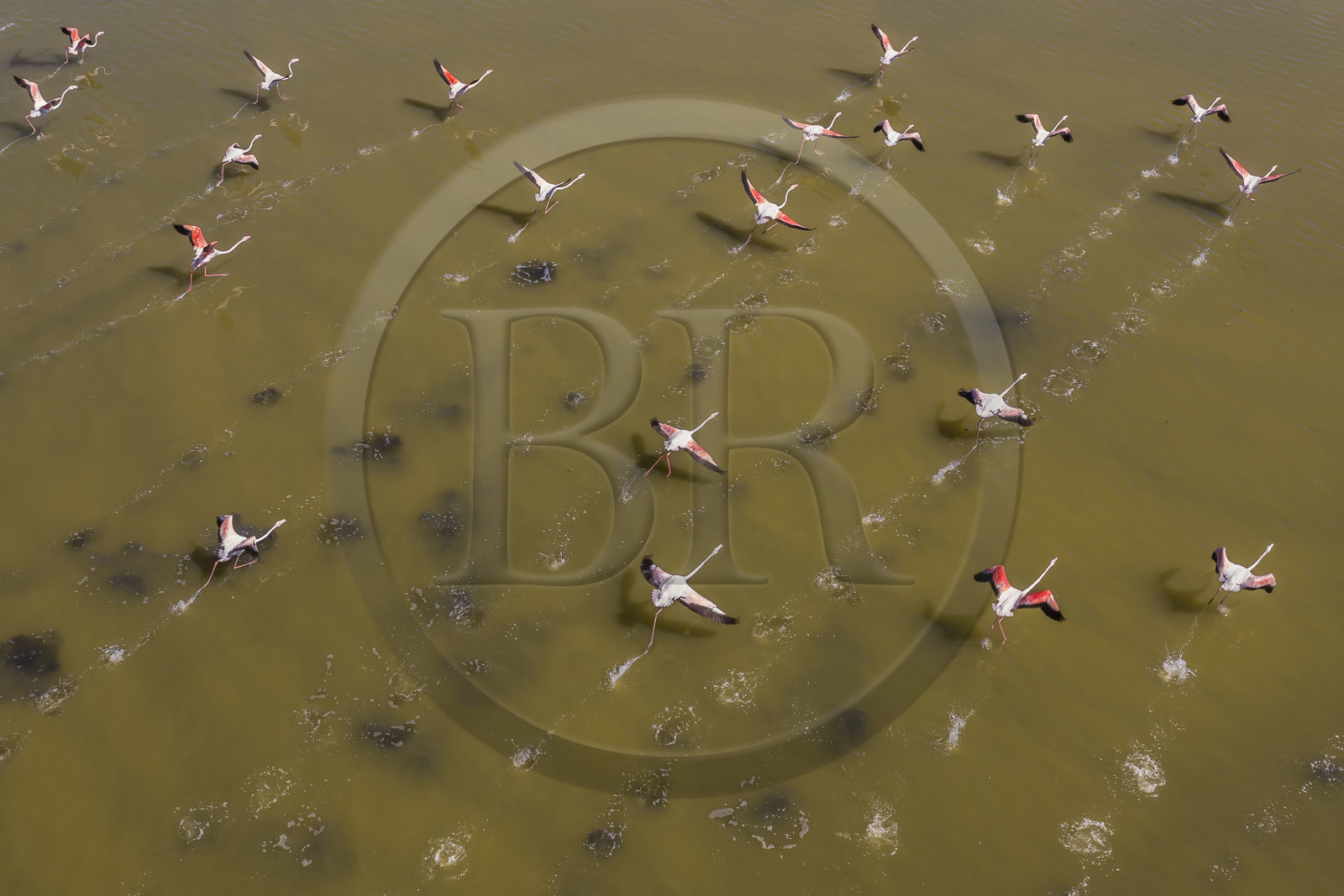 France, Herault, Frontignan, taking flight of pink flamingos (Phoenicopterus roseus) in the pond of Ingril in the old saltworks (aerial view)