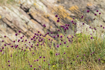 France, Cotes d'Armor, Grand Site de France Cap d'Erquy – Cap Frehel, Erquy, round-headed garlic (Allium sphaerocephalon)