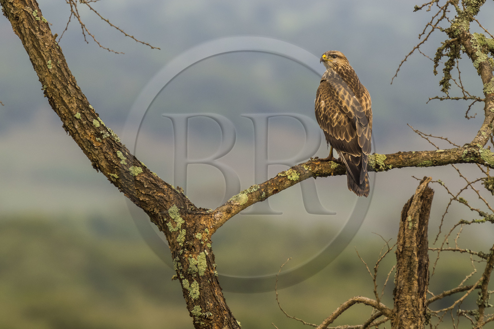 Rwanda, Parc national de l'Akagera, Milan à bec jaune ou Milan d'Afrique (Milvus aegyptius)