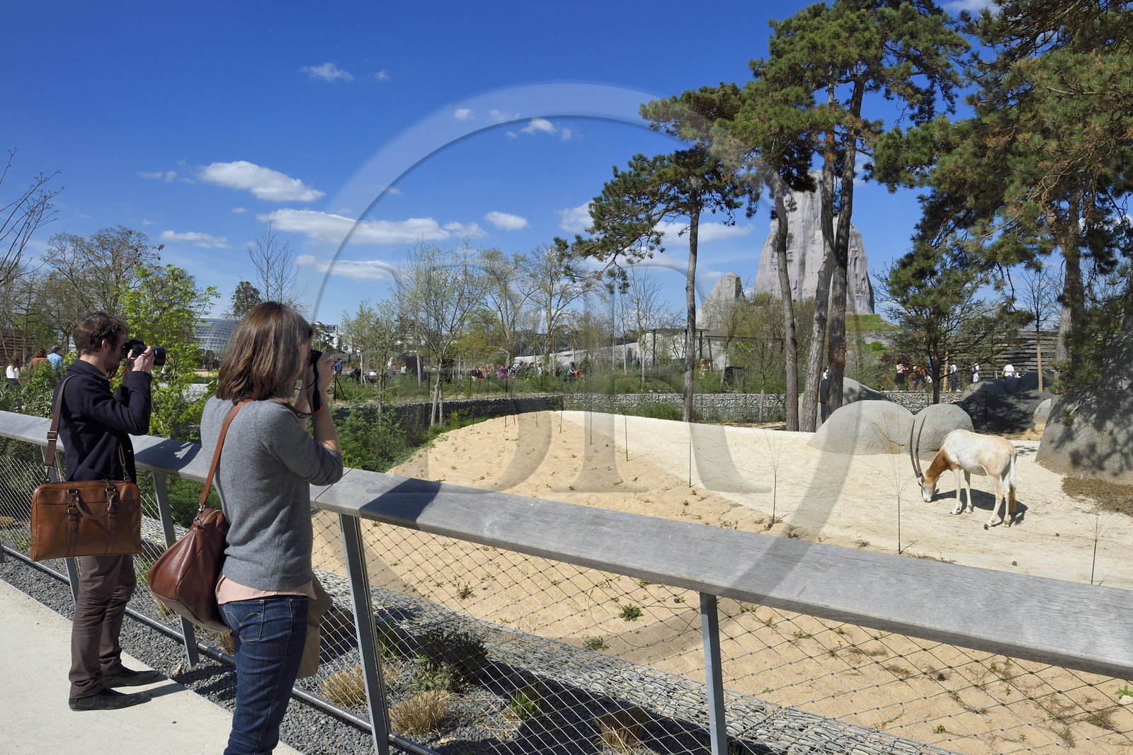 France, Paris, Paris Zoological Park (Zoo de Vincennes), Scimitar-horned oryx (Oryx dammah) in the Sahel-Sudan biozone, in the background the Grand Rock that is the landmark of the zoo since 1934