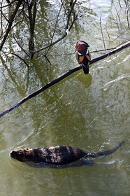 France, Val de Marne, the Marne riverside, Bry sur Marne, male mandarin duck (Aix galericulata) and coypu also known as the nutria (Myocastor coypus) in the foreground