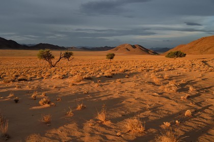 Namibie, région de Hardap, désert du Namib à l'Est du parc national Namib Naukluft vers Sossusvlei, plaine du désert recouverte d'herbe au coucher de soleil