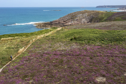 France, Cotes d'Armor, Grand Site de France Cap d'Erquy - Cap Frehel, Frehel, bell heather is very present in the moorland that the GR34 hiking trail crosses and the Cap Fréhel lighthouse in the background(aerial view)