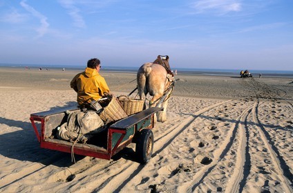 Belgium, West Flanders, the last shrimps fishermen on horses with their carriages on the beach of Oostduinkerke