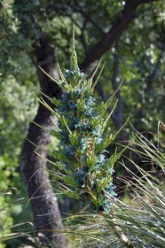 France, Var, Le Rayol Canadel sur Mer, Domaine du Rayol, Conservatoire du Littoral Estate compulsory mention, Jardin des Mediterranees designed by landscaper Gilles Clément, High altitude Chile garden, Pouya berteroniana