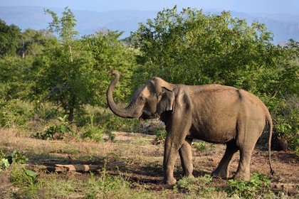 Sri Lanka, province d'Uva, Parc national d'Uda Walawe (Udawalawe National Park), éléphant d'Asie (Elephas maximus)