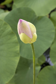 France, Alpes-Maritimes, Menton, Domaine des Colombieres, lotus flower bud