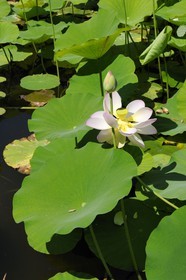 France, Herault, Montpellier, the Jardin des Plantes (botanical garden), Lotus of India (Nelumbo nucifera gaertner)