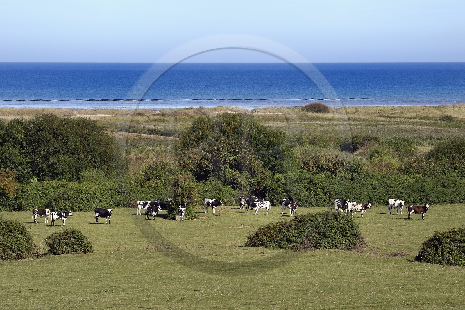 France, Calvados (14), Ver-sur-Mer, troupeau de vaches à l'arrière de Gold Beach