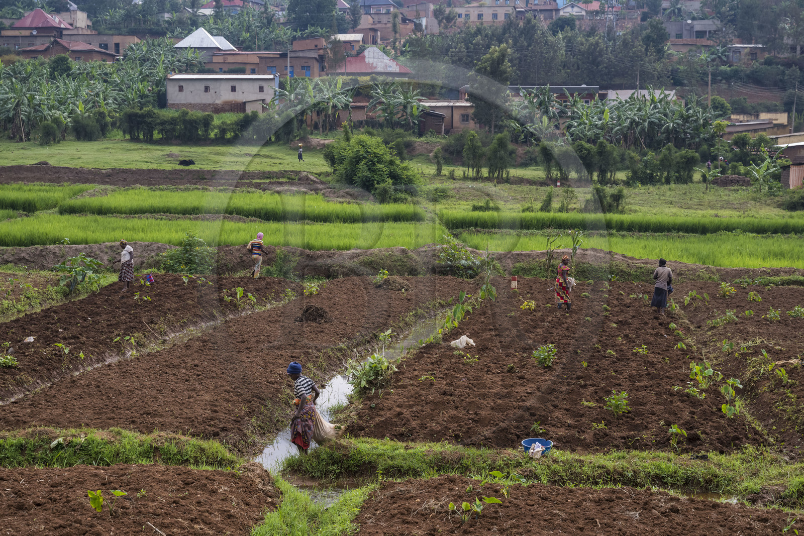 Rwanda, Province de l’Est, Nyagasambu, cultures en bordure de la rivière dans la vallée du Rugende