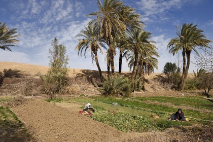 Iran, Province d'Ispahan, désert du Dasht-e Kavir, l'oasis d'Arousan dans la région de Khur et Biabanak, femmes récoltant les champs
