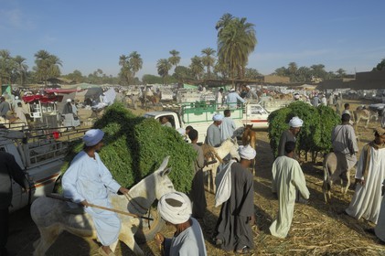 Egypte, Haute Egypte, Daraw au nord d'Assouan, marché aux animaux