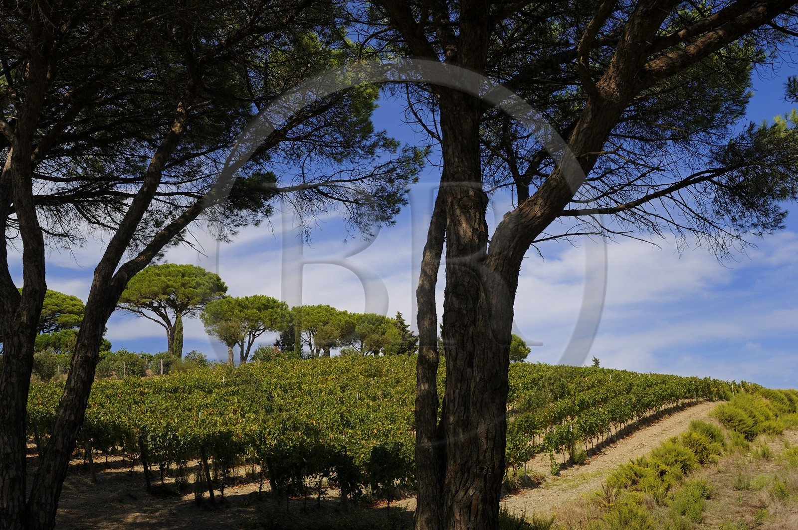 Italie, Toscane, l’Ile d’Elbe, vignoble de Capoliveri
